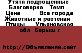 Утята подрощенные “Благоварка“,“Темп“ › Цена ­ 100 - Все города Животные и растения » Птицы   . Ульяновская обл.,Барыш г.